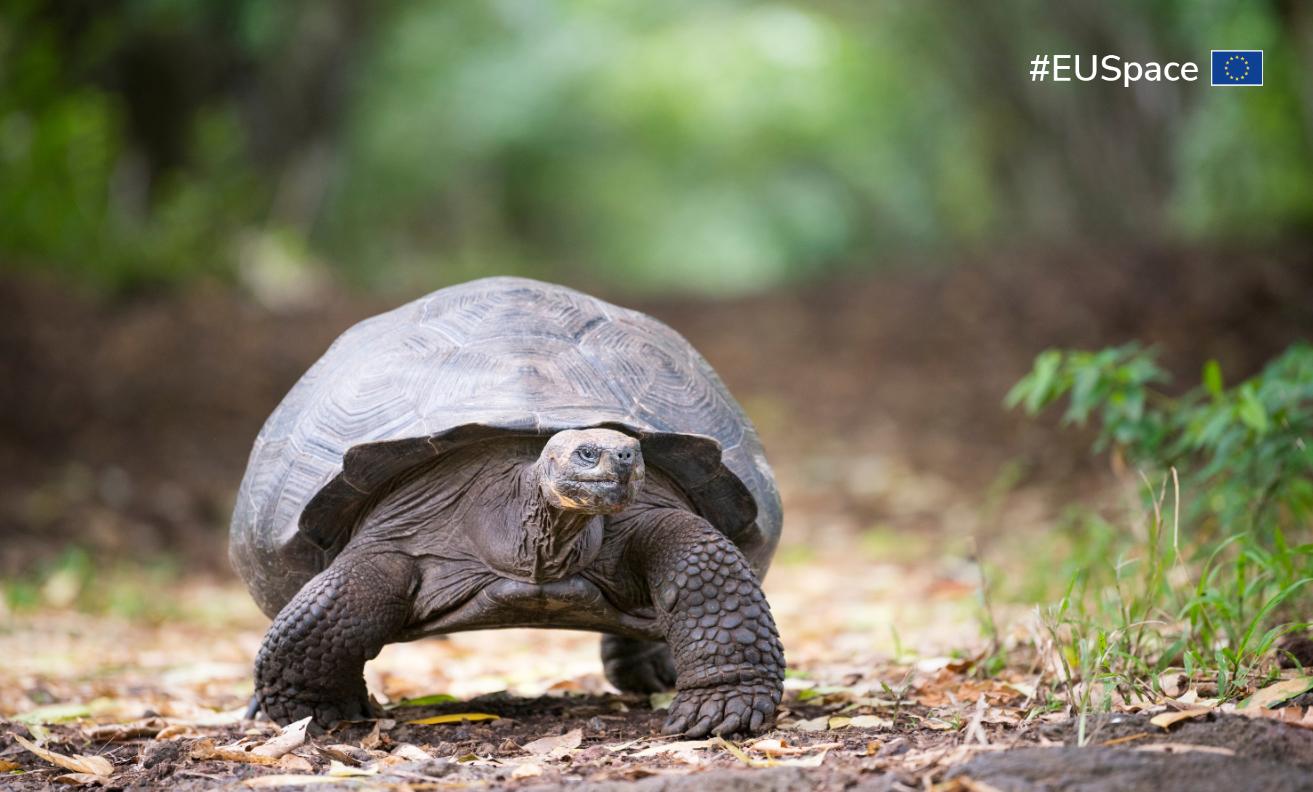 Galileo HAS Transforms Galápagos Tortoise Reintroduction Studies