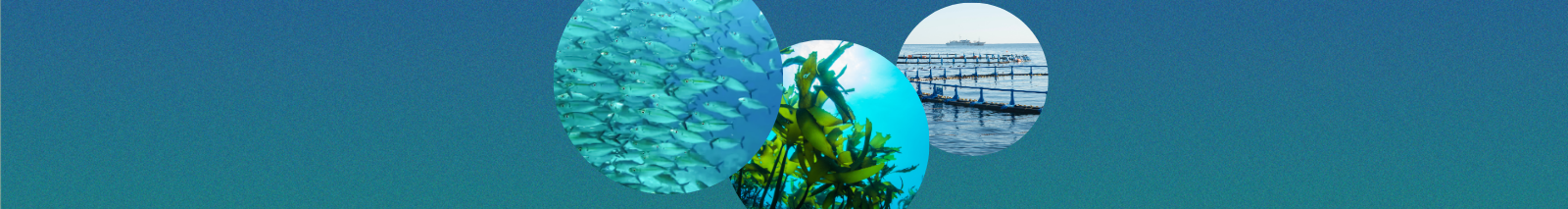 Fisheries and Aquaculture Tool