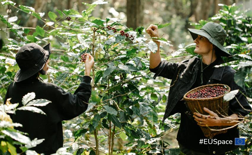 two people collecting coffee beans in a coffee plantation